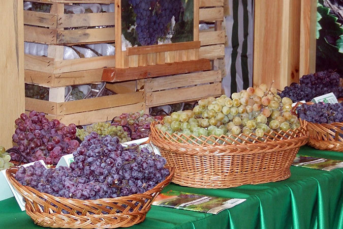 В этом году валовой урожай винограда может достигнуть 100 тыс. тонн.