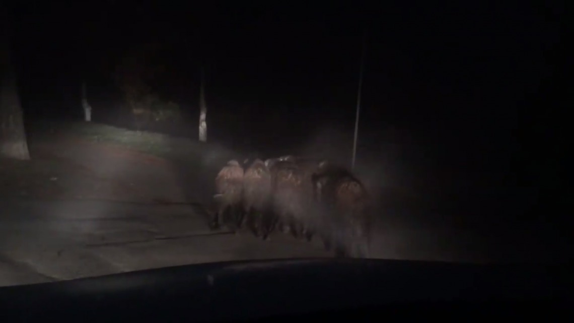 Un grup de mistreți s-a plimbat pe străzile Chișinăului. Foto: diez.md