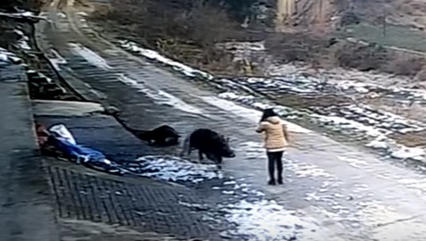 В Сети появилось видео нападения дикого кабана на людей в Китае.