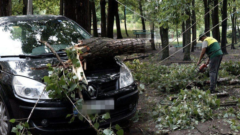 В Бельцах упавшее дерево повредило автомобиль.