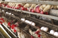 Republica Moldova sunt peste 15 producători de ouă şi carne de găină