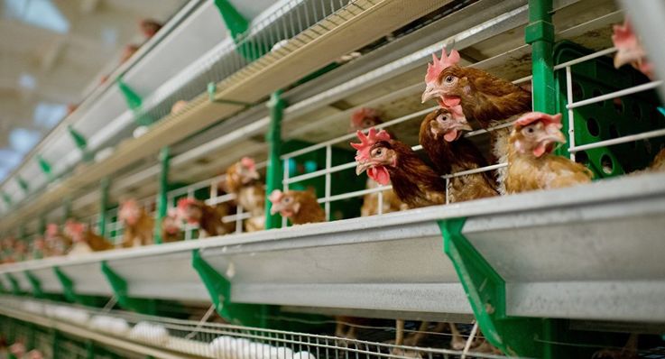 РМ предпринимает меры для получения права экспорта в ЕС мяса птицы и яиц