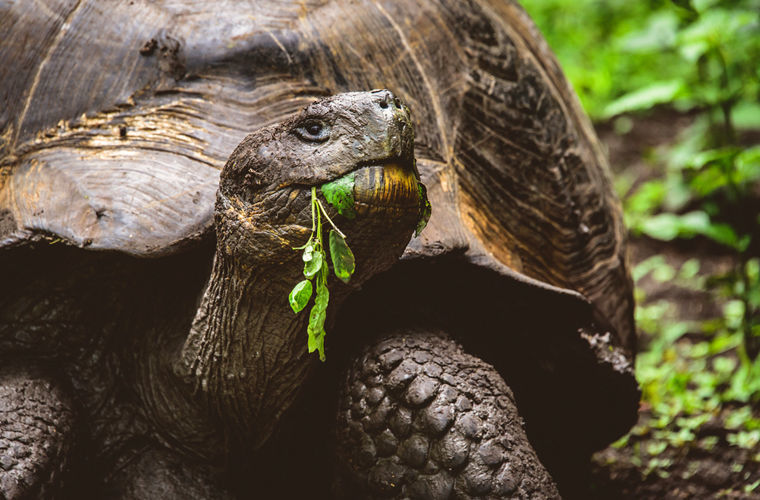 Обычно Dermochelys coriacea обитают в тропических водах и у побережья Южной Америки.