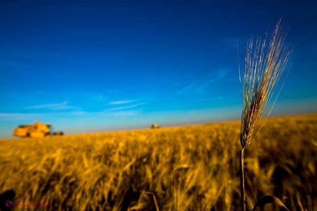 Ponderea producției vegeatle în totalul producției agricole globale a crescut cu 10%, constituind 72%.