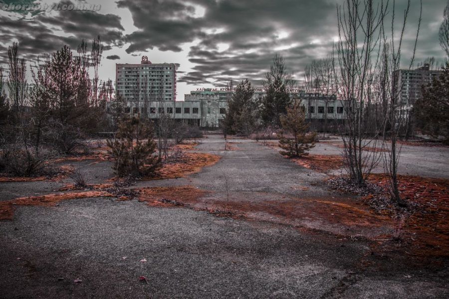 Припять окрестили "собачьим городом".