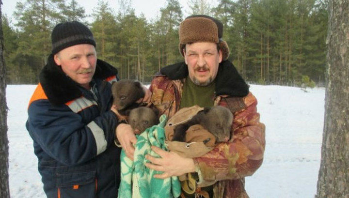 Найдёнышей осмотрел ветеринар, после чего они были переданы на биостанцию "Чистый лес", расположенную в деревне Бубоницы Тверской области.