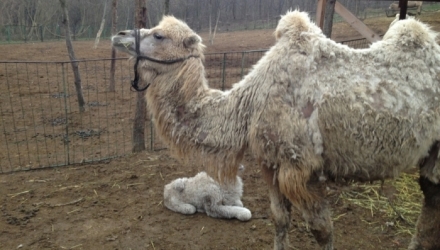 Un pui de cămilă s-a născut marți, la Grădina Zoologică din Chișinău. 