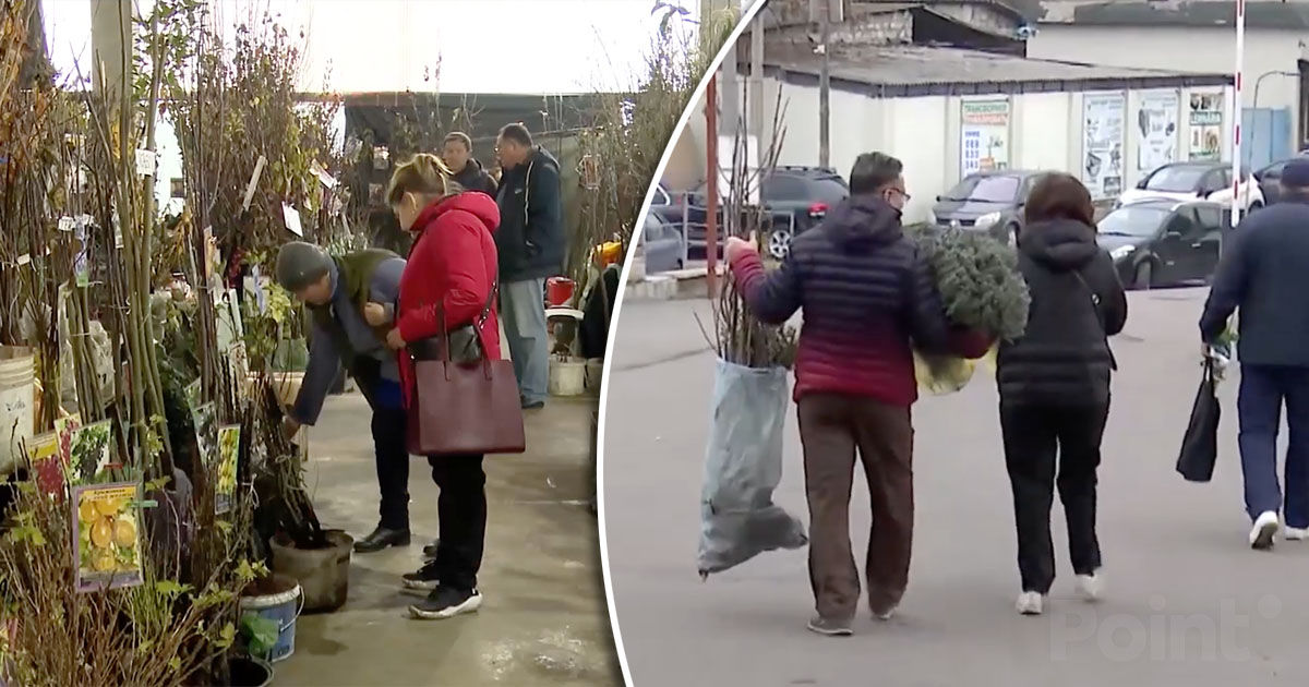 Cererea pentru puieți a crescut în Moldova: Populare sunt afinele și pomii exotici.