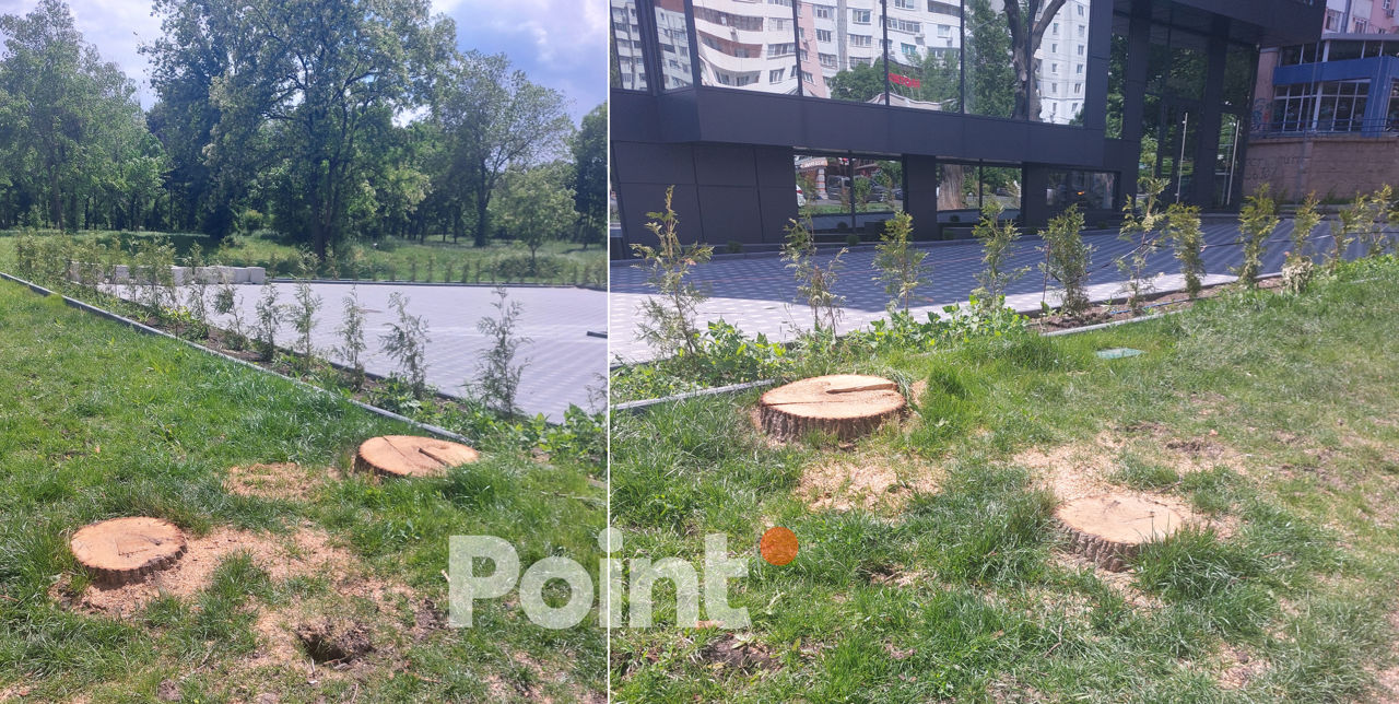 В Кишиневе спилили дубы, которые ранее умышленно испортили.