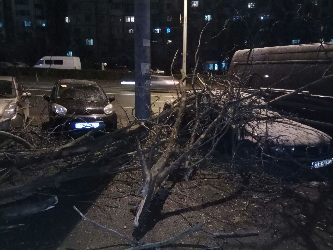 В Кишиневе дерево рухнуло на припаркованные автомобили.