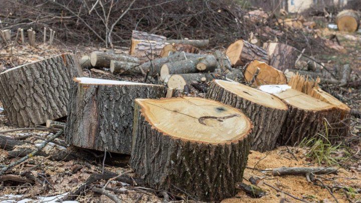 В лесхозе Страшенского района проведена внезапная проверка.