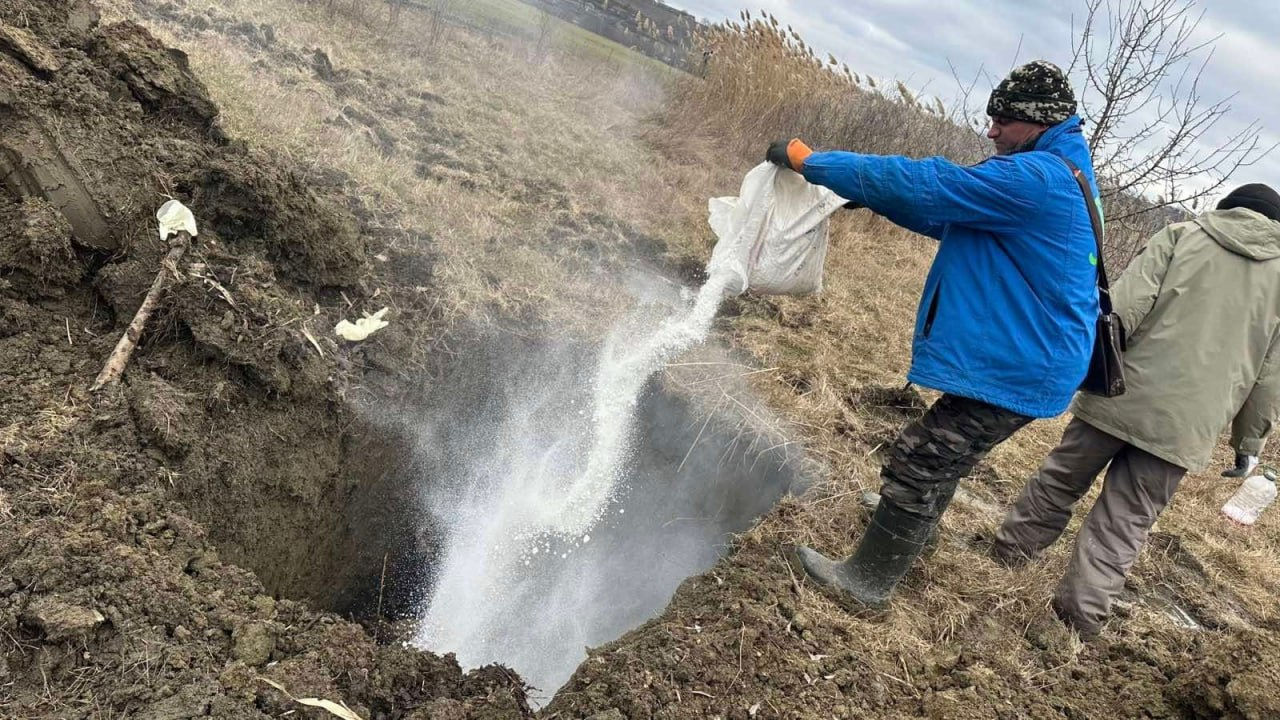 Trei porci mistreți, găsiți morți la Leova: Autoritățile verifică suspiciunea de pestă porcină africană.
