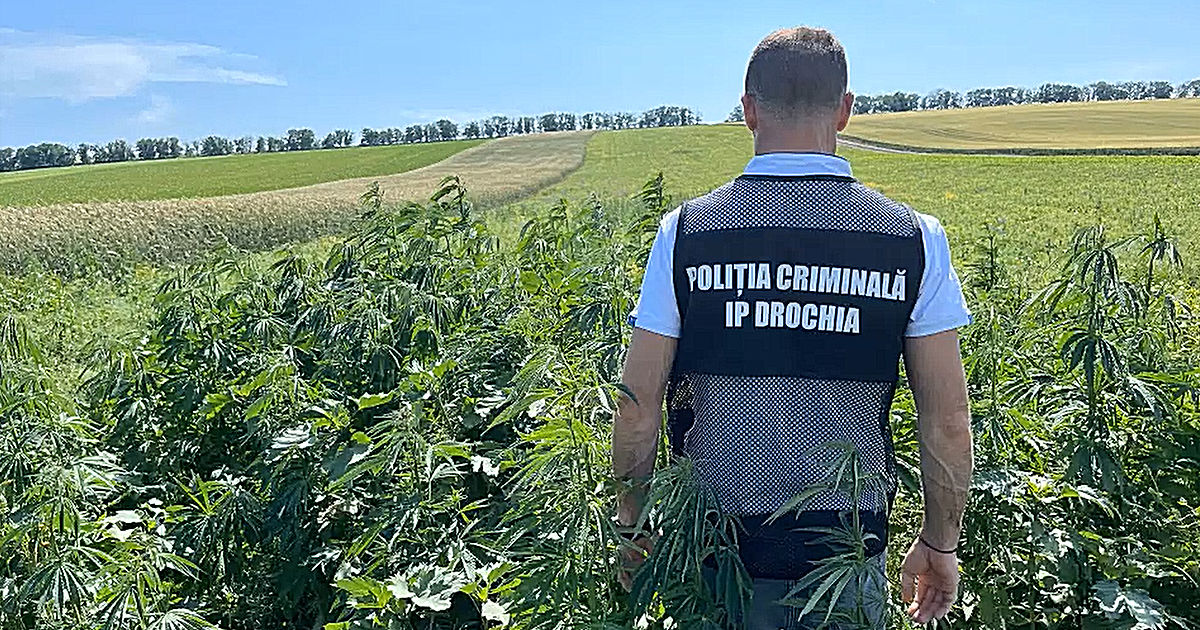 Plantații de cânepă, descoperite de Poliție în raionul Drochia.