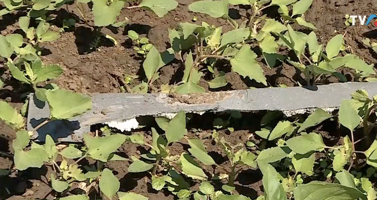 Proprietarul terenului unde a explodat drona cere despăgubiri.