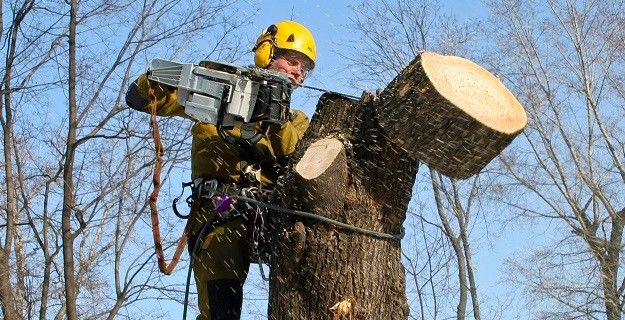 На Рышкановке проходит вырубка деревьев.