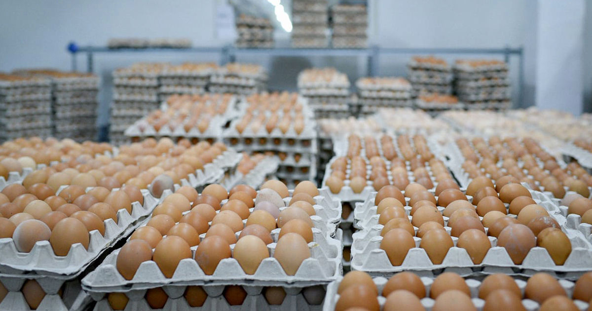 Reguli noi la comercializarea ouălor: Informații mai exacte pe ambalaj și evidență mai strictă a produselor.