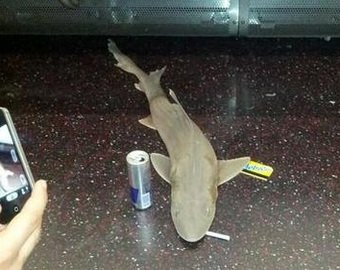 В одном из вагонов поезда метро в Нью-Йорке обнаружили мертвую акулу.
