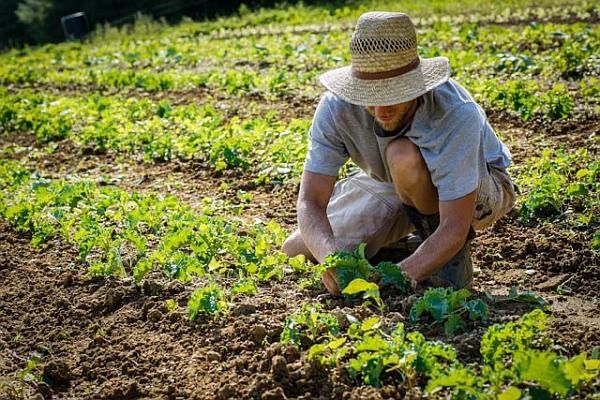 Producătorii agricoli din Moldova se confruntă cu o lipsă acută de forţă de muncă calificată.  