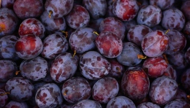 Запасы сливы в холодильниках аграриев и трейдеров Молдовы подходят к концу.