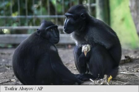 O femelă singuratică de macac dintr-un parc zoo din Israel a adoptat un pui de găină.