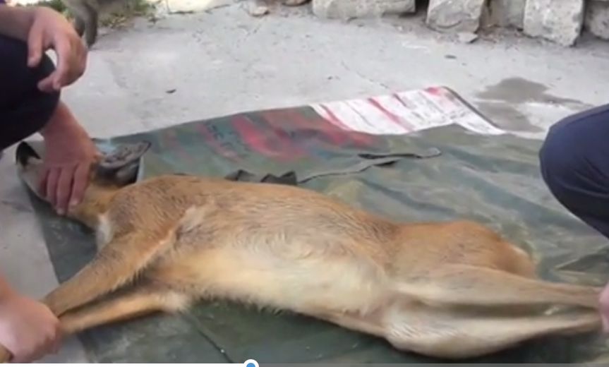 Спасатели предполагают, что косуля попала в столицу из пригородных лесов со стороны Яловен.