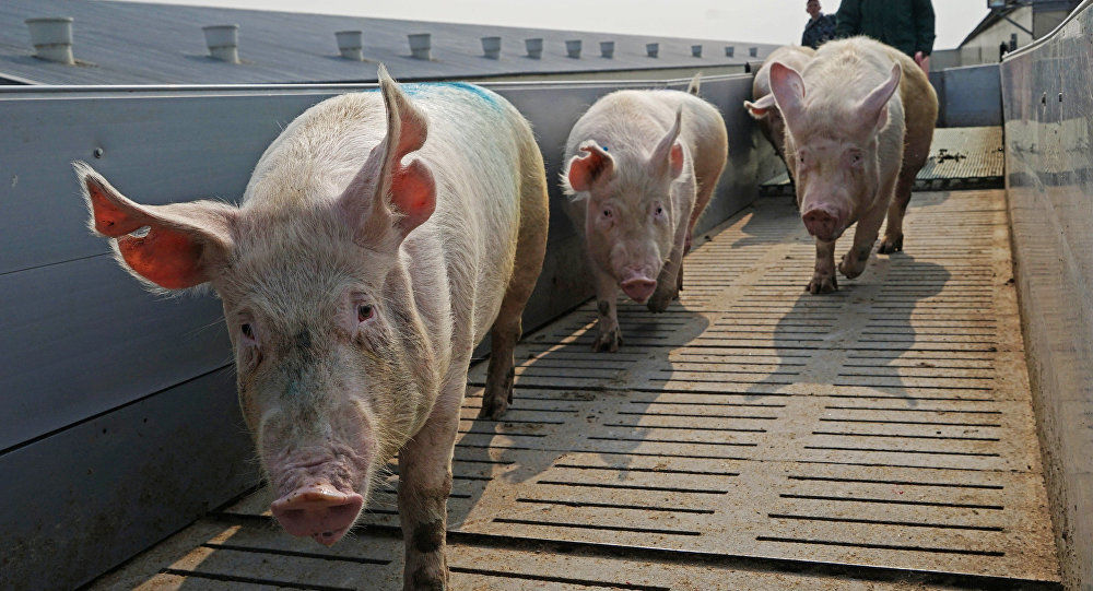Premierul Pavel Filip solicită mobilizare maximă pentru prevenirea răspândirii pestei porcine pe teritoriul Republicii Moldova. Foto: Sputnik/ Игорь Зарембо