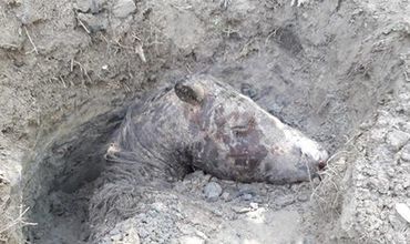 Activiștii au fost nevoiți să întreprindă o investigație proprie.