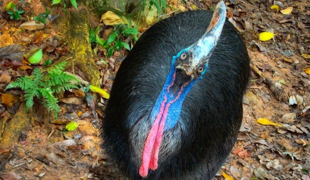 Analizele au arătat că craniile dinozaurilor juvenili seamănă surprinzător de mult cu cele ale păsărilor adulte actuale. 