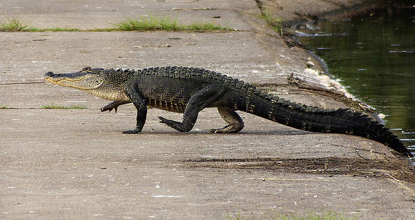 Аллигатор двое суток гулял по офису. Фото:  flickr.com