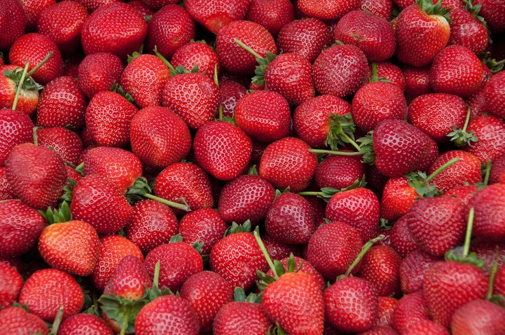 Primele căpșuni moldovenești, deja în vânzare. Prețul unui kilogram