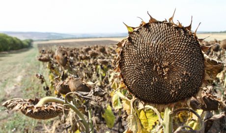 Agricultorii au ţinut să menţioneze în scrisoarea adresată premierului că autorităţile nu au întreprins în acest an nicio acţiune de sprijin pentru fermieri