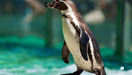 Pinguinul a fost găsit mort de îngrijitori.