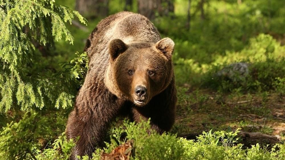 Un urs brun a fost văzut într-un sat din Râșcani. Foto: moldova.org