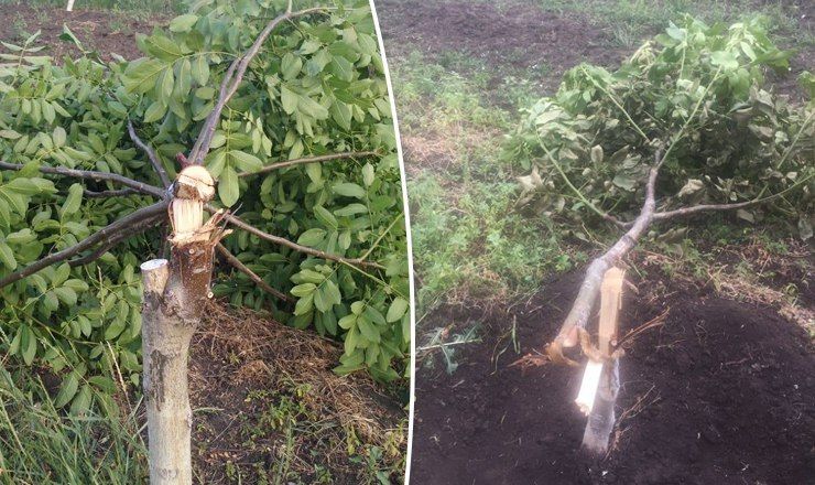 В Криулянах неизвестные вырубили деревья в саду местного фермера.