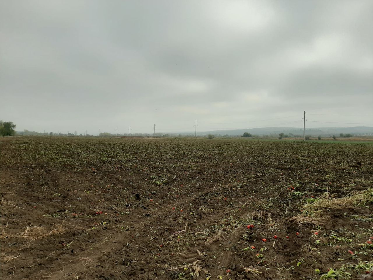 Инспекторы ANSA выявили партию опасного перца, лука и свеклы.
