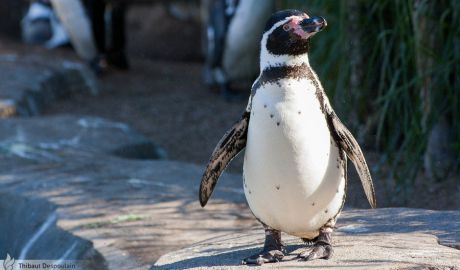 Poliţiştii au salvat un pinguin care s-a pierdut pe străzile unui oraş din Peru. Foto: bkcore.deviantart.com