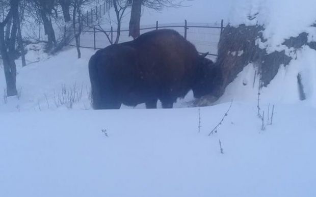 Localnicii unui sat din România, terorizați de un zimbru.