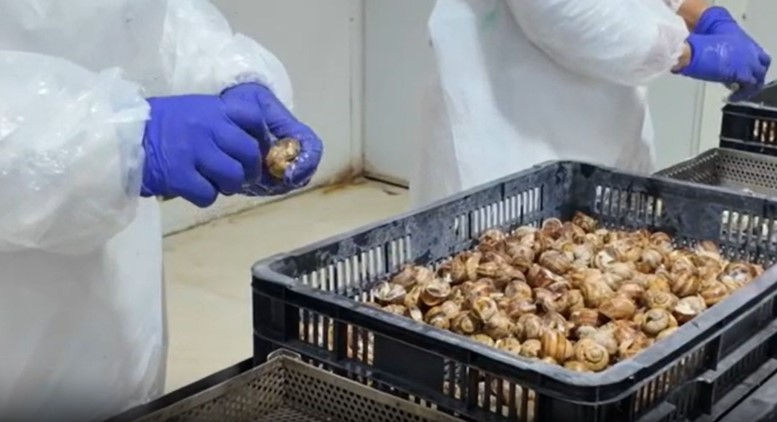 Ucraina va extinde exporturile către Moldova: Melci, icre și produse din carne.