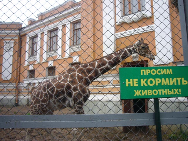 С высоты двух метров в столичном зоопарке на людей рухнул деревянный помост, по предварительным данным, предназначенный для кормления жирафов.