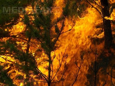 Stare de urgenţă în nordul Californiei din cauza incendiilor (Imagine: Mediafax Foto/AFP)
