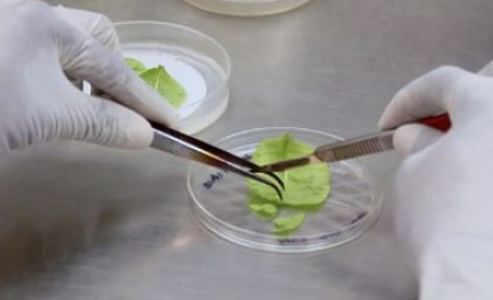 Potrivit cercetătorilor, tutunul poate genera biocombustibil cu un randament mult mai bun decât al altor plante