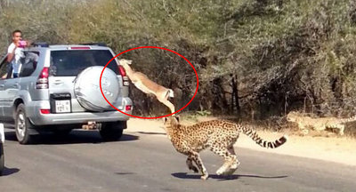 O antilopă a recurs la o măsură extremă atunci când era urmărită de un ghepard.