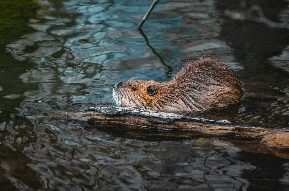 Un castor sălbatic, observat în Marea Britanie pentru prima dată în 400 de ani.