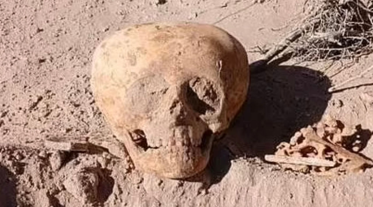 Câțiva muncitori din Argentina au găsit rămășițe ale „omului-furnică”: Craniul are o formă neobișnuită.