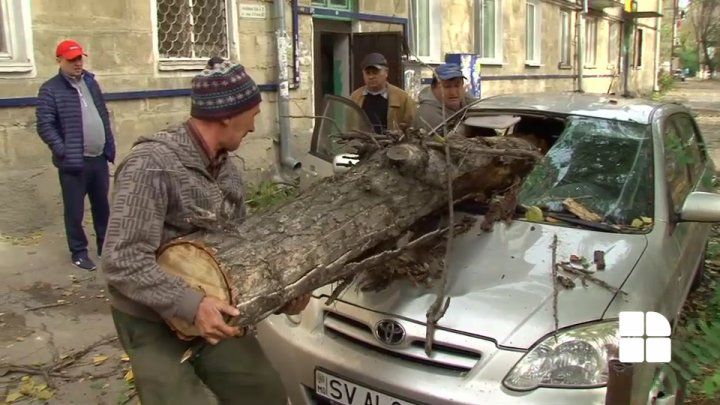 Copac prăbuşit peste maşină. Persoanele au scăpat ca prin minune