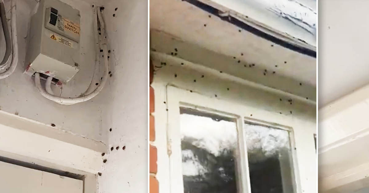 Британка покинула свой дом из-за божьих коровок. Коллаж: Point.md