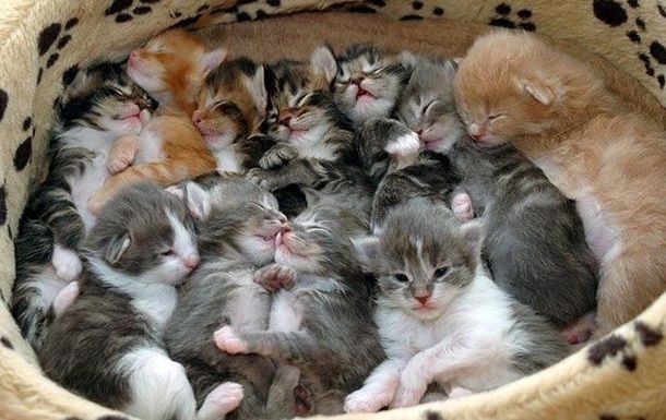 В Одессе арестовали мужчину, который издевался над котятами.
