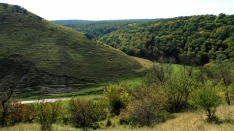 Din cauza secetei şi a schimbărilor climatice din ultima perioadă, plantele şi arborii se usucă pe zi ce trece. Foto: moldovenii.md