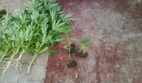 Şapte indivizi din raionul Nisporeni, suspectaţi de prelucrarea substanţelor narcotice. Foto: jurnal.md