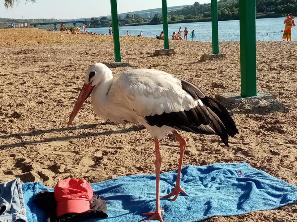 В Рыбнице отдыхающие засняли аиста на пляже.